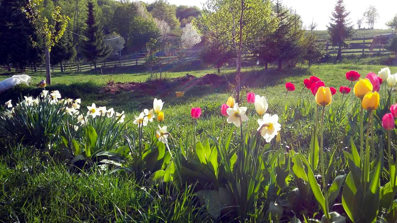 Sunnyside Villa Žabljak Esterno foto